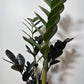 Zamioculcas Raven - www.augi - plants.lv