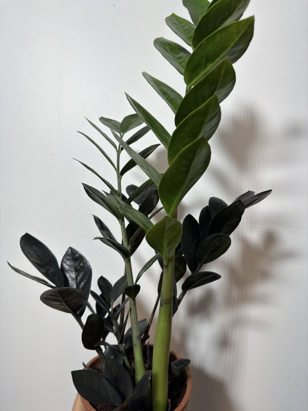 Zamioculcas Raven - www.augi - plants.lv