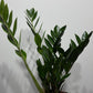 Zamioculcas zamiifolia - www.augi - plants.lv