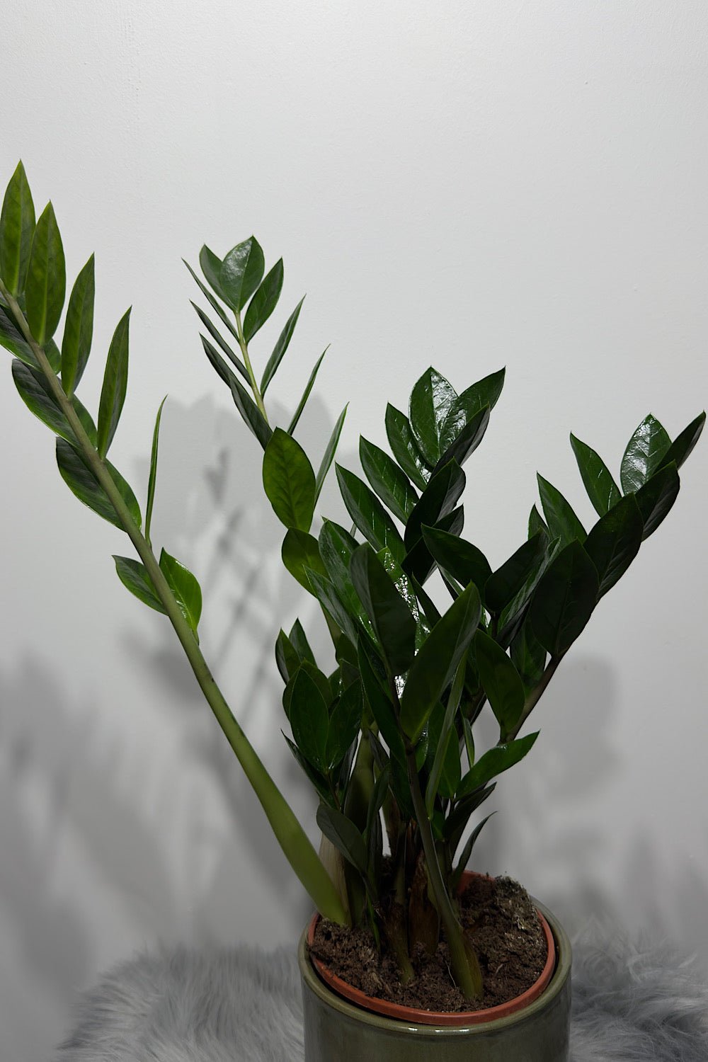 Zamioculcas zamiifolia - www.augi - plants.lv