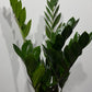 Zamioculcas zamiifolia - www.augi - plants.lv