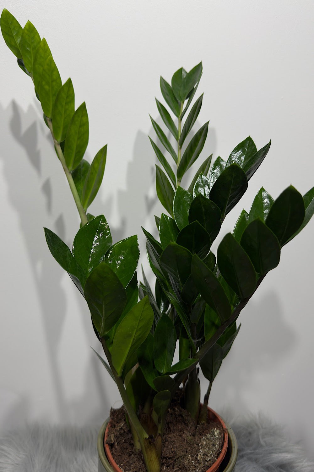 Zamioculcas zamiifolia - www.augi - plants.lv