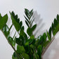 Zamioculcas zamiifolia - www.augi - plants.lv