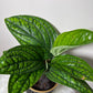 Epipremnum pinnatum MARBLE PLANET - www.augi - plants.lv