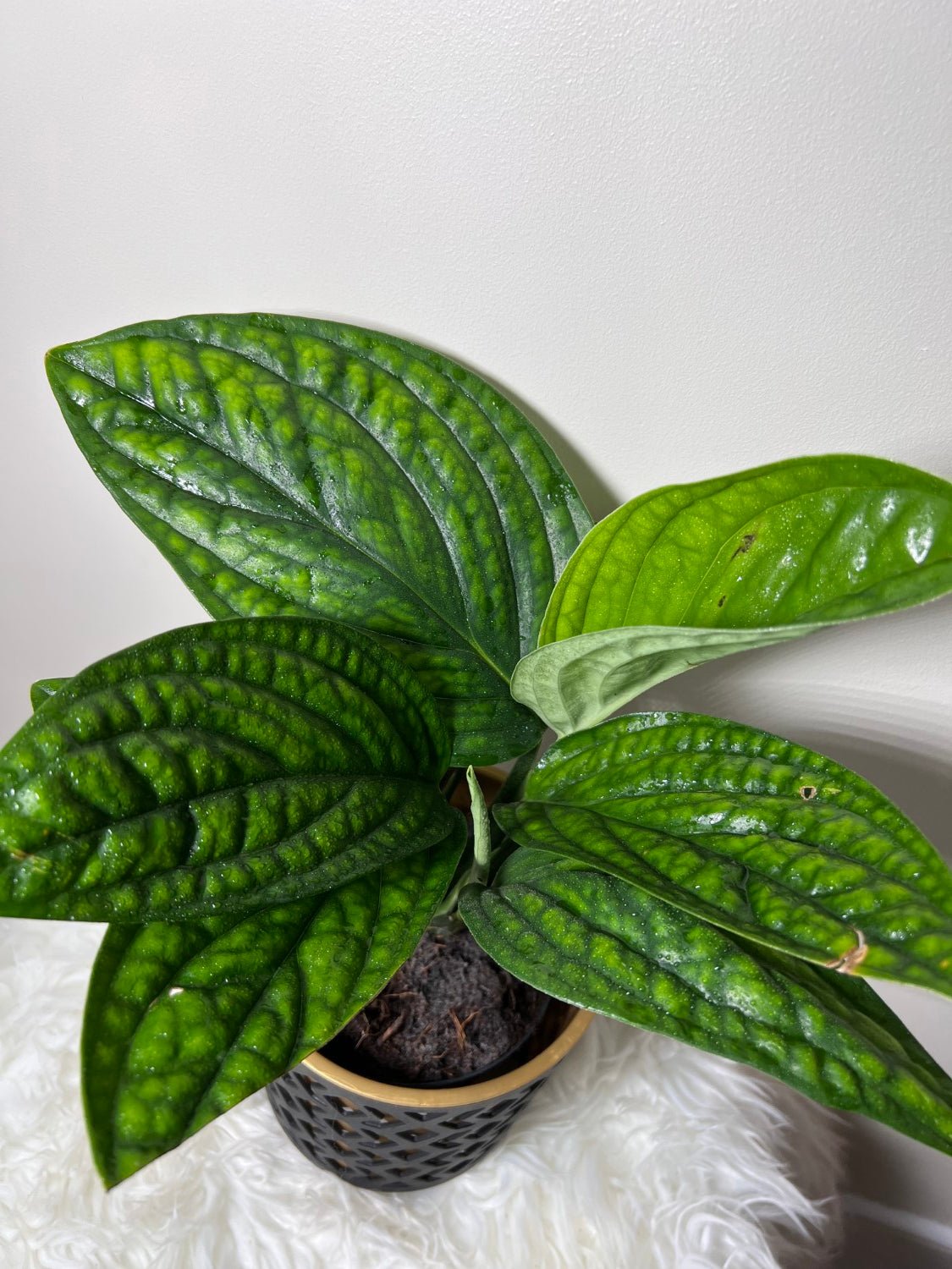 Epipremnum pinnatum MARBLE PLANET - www.augi - plants.lv