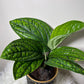 Epipremnum pinnatum MARBLE PLANET - www.augi - plants.lv