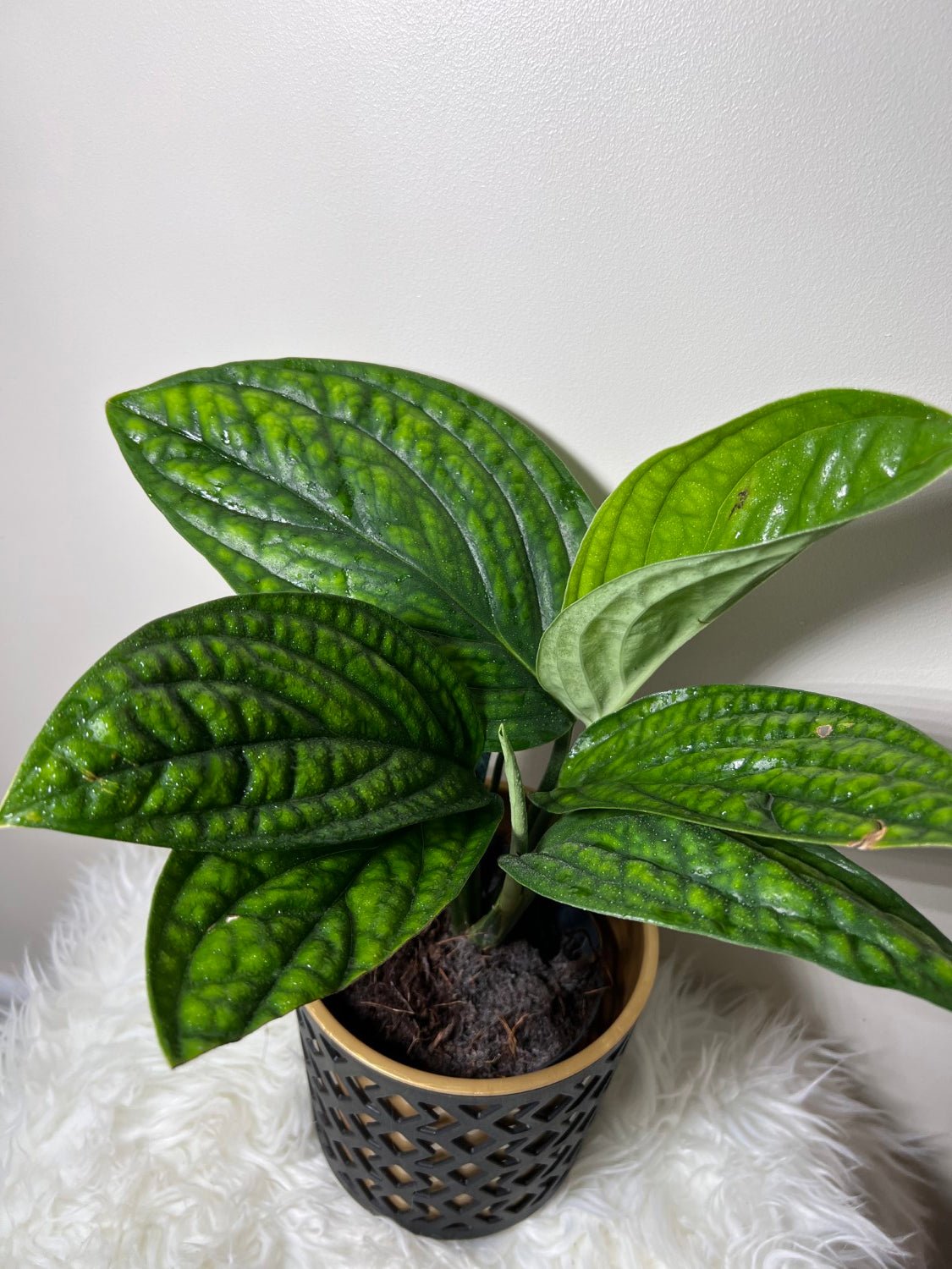 Epipremnum pinnatum MARBLE PLANET - www.augi - plants.lv