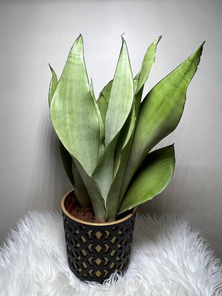 sansevieria moonshine height Sansevieria Moonshine – www.augi-plants.lv