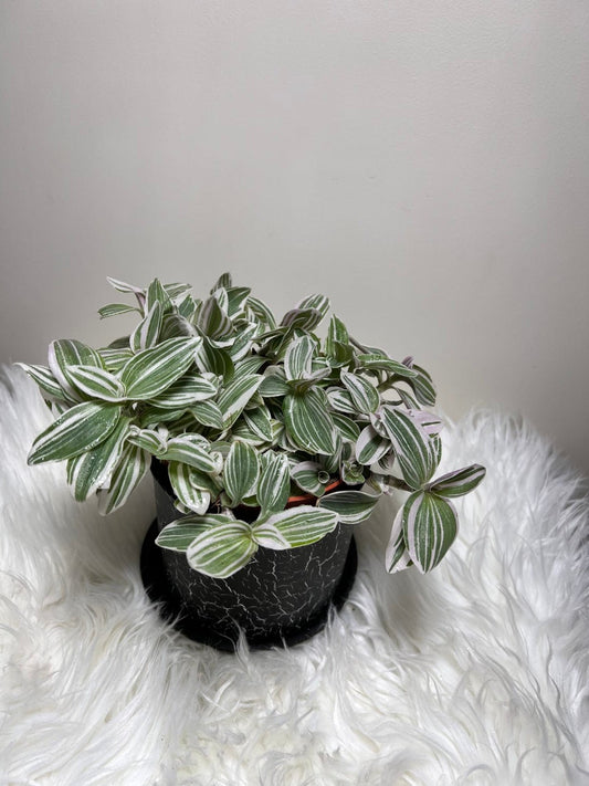 Tradescantia Tenderness - www.augi - plants.lv